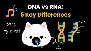 DNA vs RNA: 5 Key Differences | Cat Science Song | Cat Animation