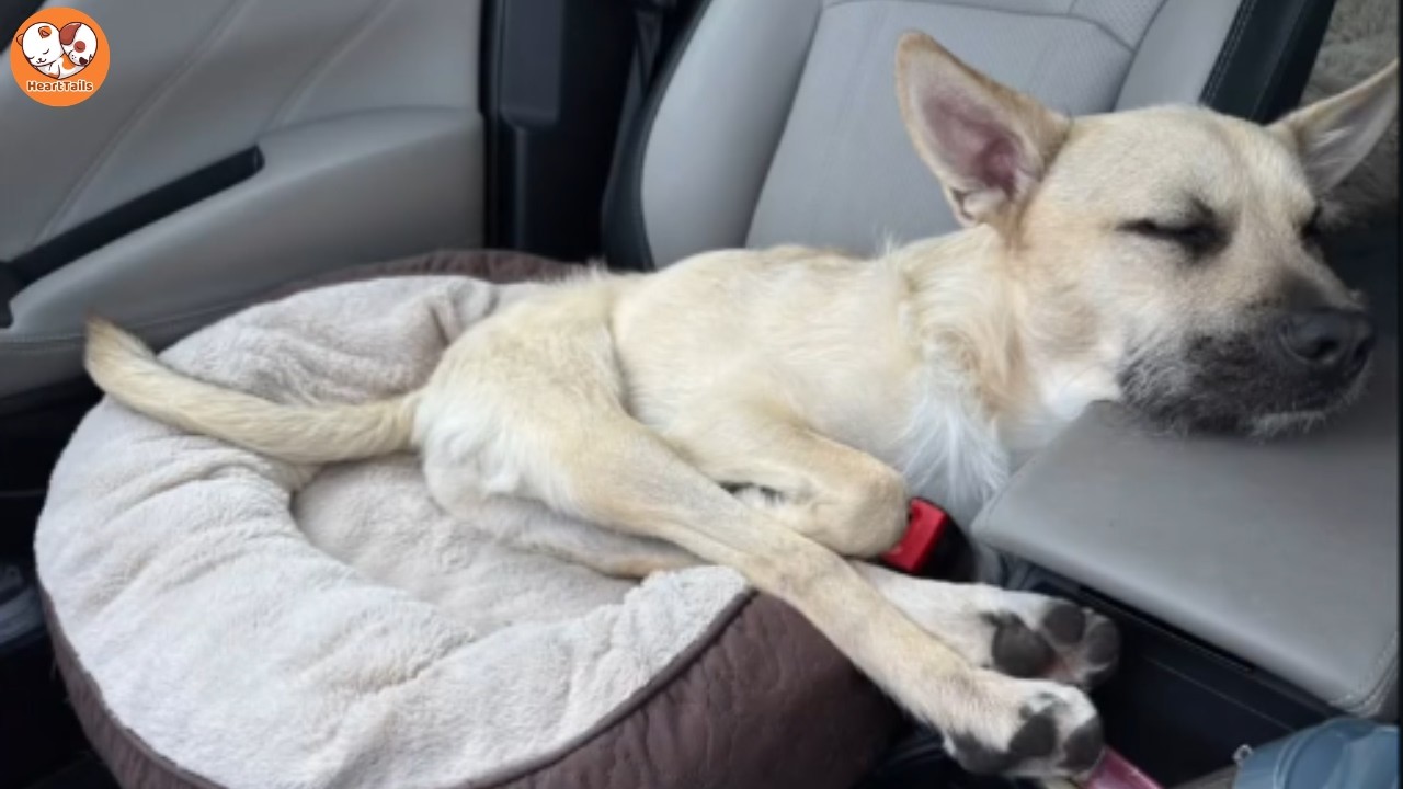 No One Wanted This Puppy Because He Couldn’t Walk… Until She Said Yes