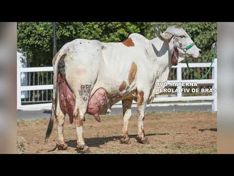 LOTE 14 EIRADA FIV MOSAIC RANCHO 3 IRMÃOS 7729 CI