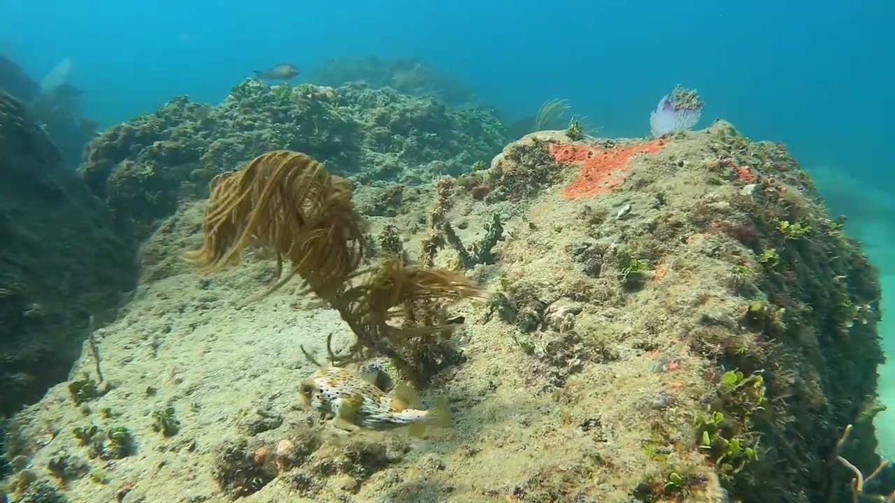 Perry Street Rocks, Hollywood, Fl - 05/01/23