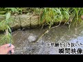 穴釣りでデカイウナギが出る決定的瞬間🐟【浜名湖周辺釣り】🎣