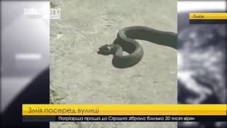 Змія посеред вулиці. ПравдаТУТ Львів
