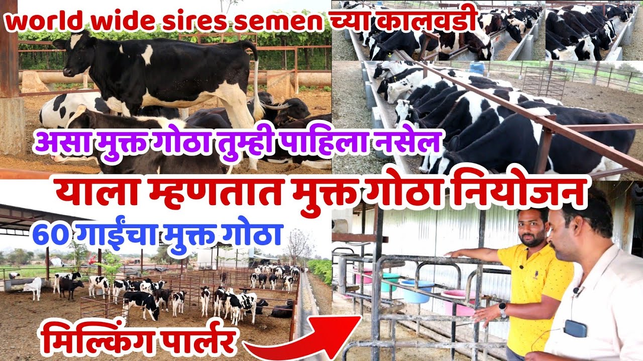 wws च्या कालवडी।60 गाईंचा मुक्त गोठा नियोजन।असा मुक्त गोठा तुम्ही पाहिला नसेल।याला म्हणतात नियोजन