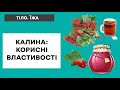 КАЛИНА: корисні властивості ягоди