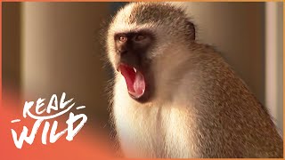 The Monkey Turf Wars On Our Streets | Street Monkeys | Real Wild