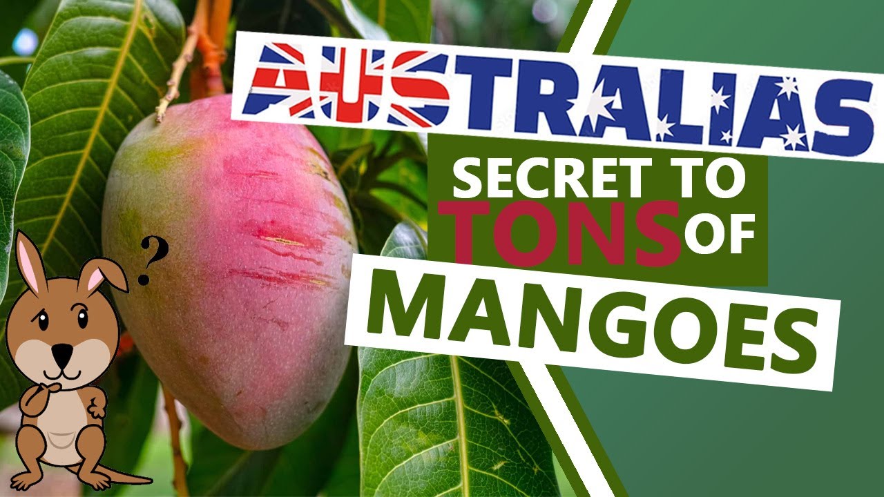 Unbelievable! Australian Farmers Produce TONS of Mangoes. Farming