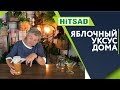 Натуральный Яблочный Уксус В Домашних Условиях 🍏 Легко и Просто Домашний Уксус