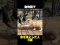 動物園で命を落とした人3選　　　　　　#動物園 #事故