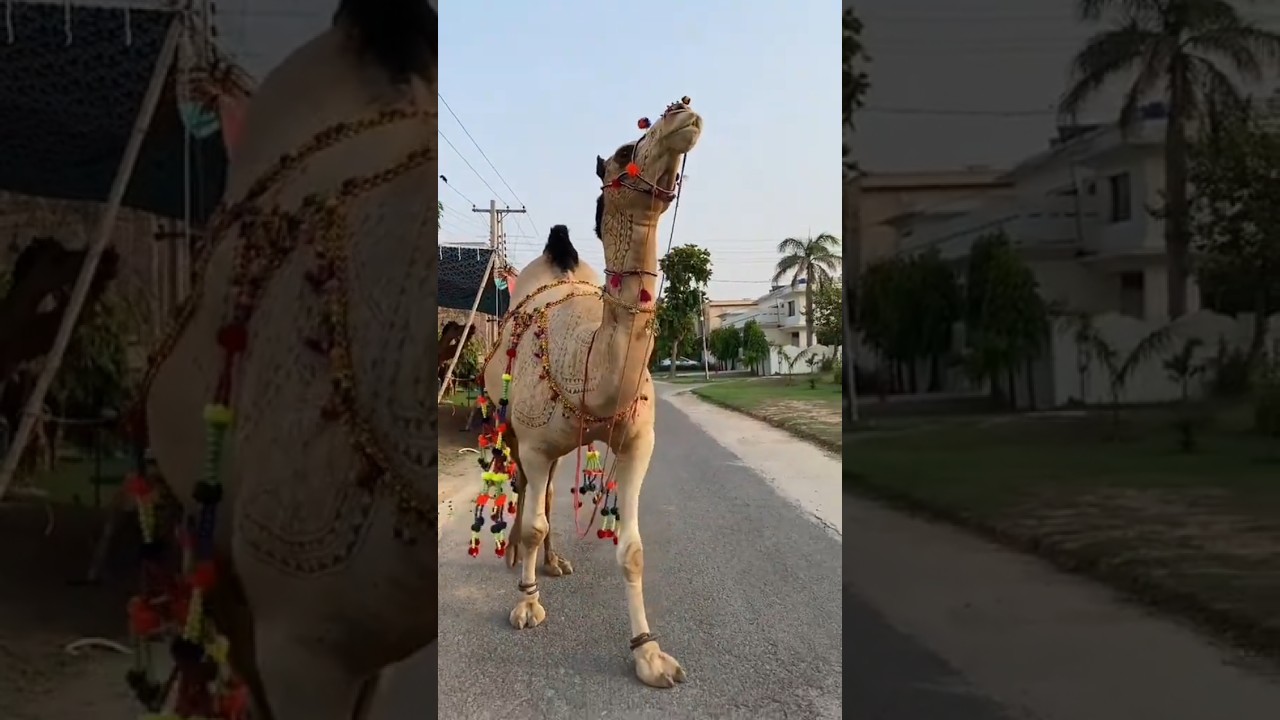 Bakra Lary Bado Badi Song .. Qurbani Status 