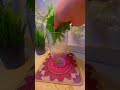 المشروب الاخضر جرجير بقدونس Drink Food تريند طعام Cooking السعودية مصر جدة Foodie 