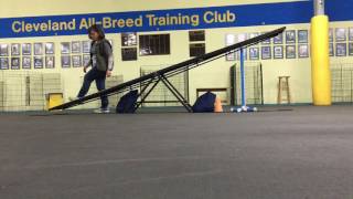 Pre-Agility and Beginning Agility Class Lesson