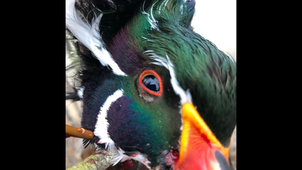 Ep.7 Black Duck Revival with Jonathan Wilkins YouTube