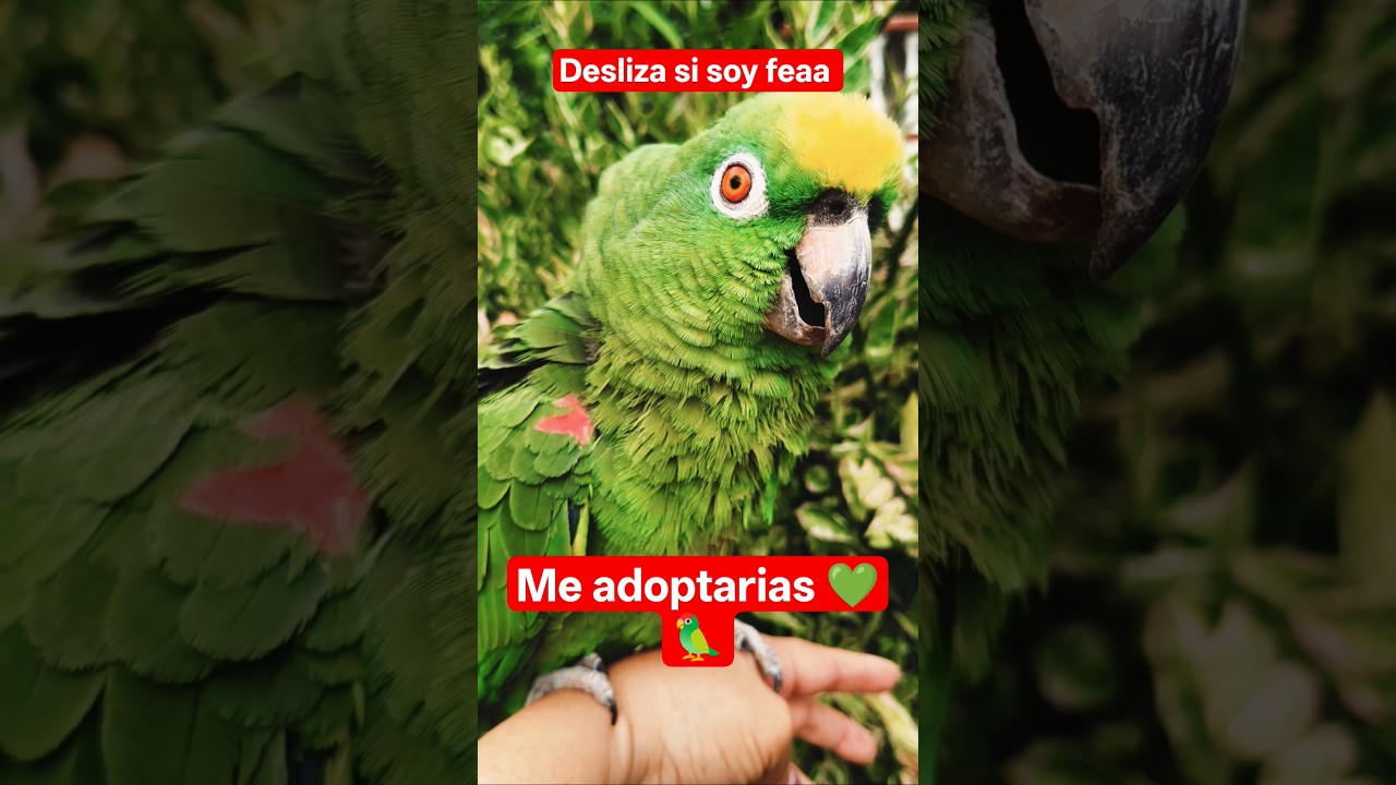 desliza si soy feaa 🦜 