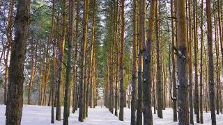 Прогулка в сосновом лесу