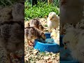 #desihatchery #desi #funny #chicks #animals #eggs