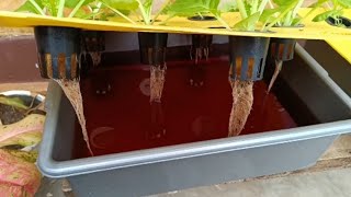 Growing hydroponic vegetables using a wick system || Hydroponic farming at home