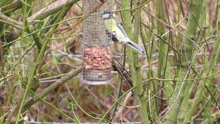 Peanut bird feeder, Great tit, UK garden birds