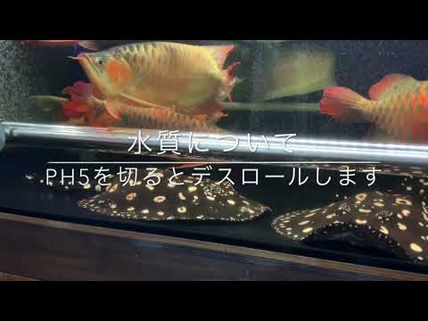 中古ブロア　4連分岐付　アロワナ　水槽　熱帯魚　ダイヤモンドポルカ 大型水槽 #アジアアロワナ #紅龍 #スーパーレッド #ダイヤモンドポルカ