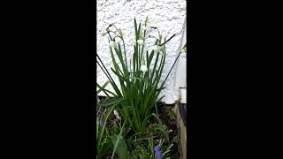 Giant Gravetye Snowflake Leucojum Aestivum
