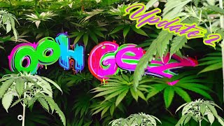 TerpTown - Ooh Geez 2024 Special Edition Release Cannabis Grow Update 2 #gardening #cannabisdaily