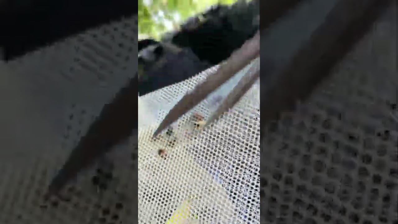 Ladybugs will eat Aphids,spider mites, mealybugs, thrips, many more 