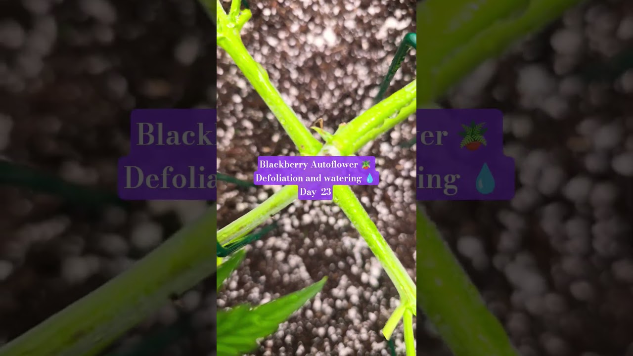 Blackberry Autoflower day 23  