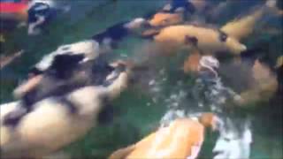 201310常連様の錦鯉たち