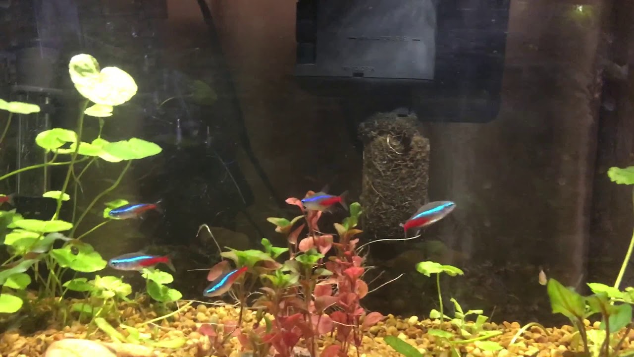 Tetras, Lambchop Rasbora, Botia Loach