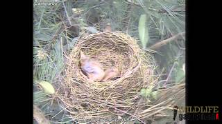 Sparrowhawk Blackbird Predation 060412