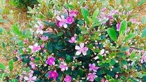 Cắt cành chiết cây hoa sim rừng trồng làm bonsai mini. @Làm vườn giải trí !