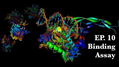 10. Binding Assay - Molecular Pharmacology