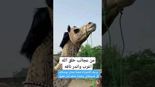 من عجائب خلق الله اغرب واندر ناقه