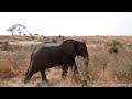 Танзания. Сафари. национальный парк RUAHA