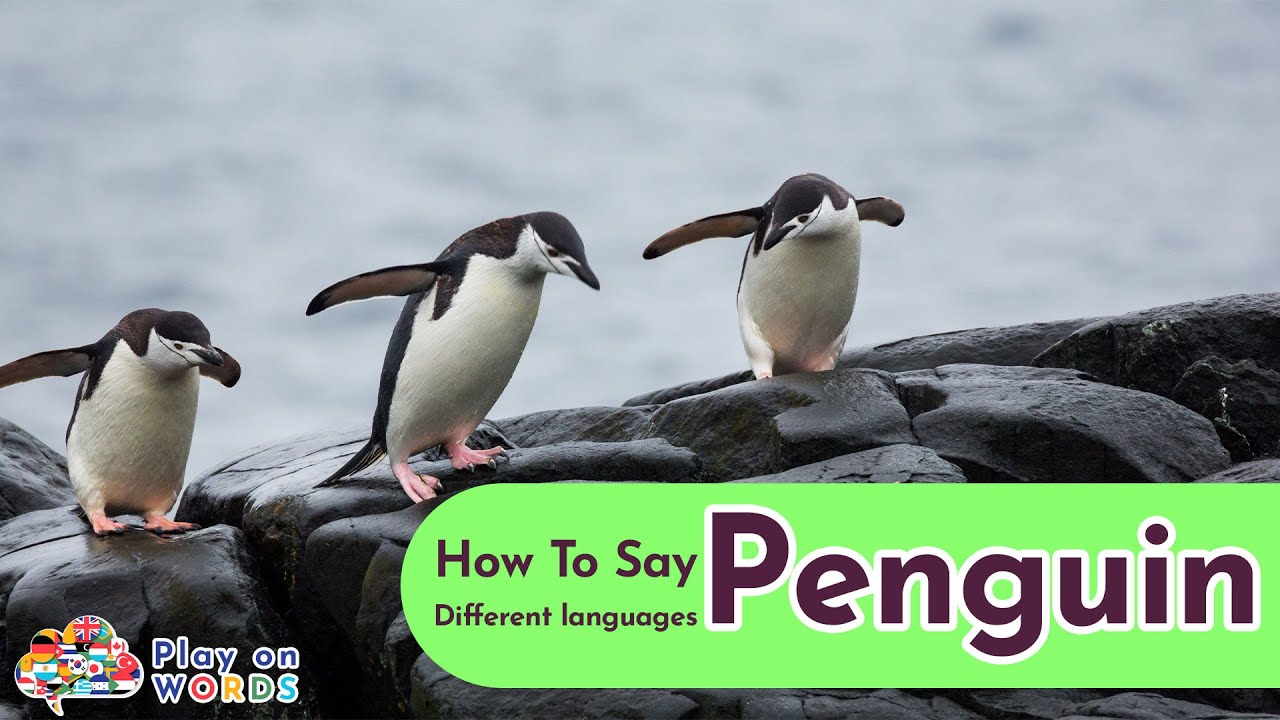 How to Say "Penguin" in 21 Different Languages Play On Words how to say penguin YouTube