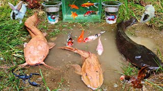 Wadidaw..Menangkap Ikan Cupang Warna-Warni,Ikan Lele,Ikan Koi,Ikan Sapu-Sapu,Ikan Mas Koki Mutiara