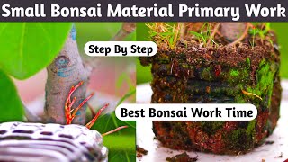 Small Bonsai Material Primary Works