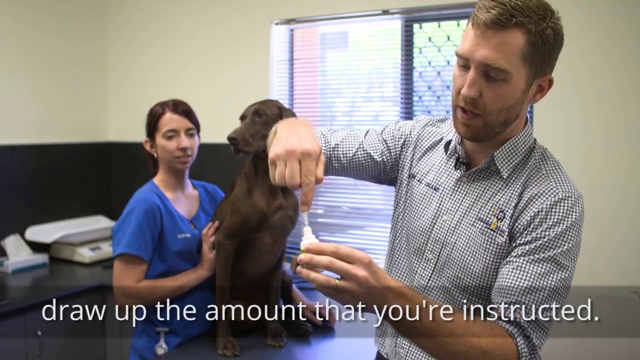 Treating ear infections in dogs - YouTube