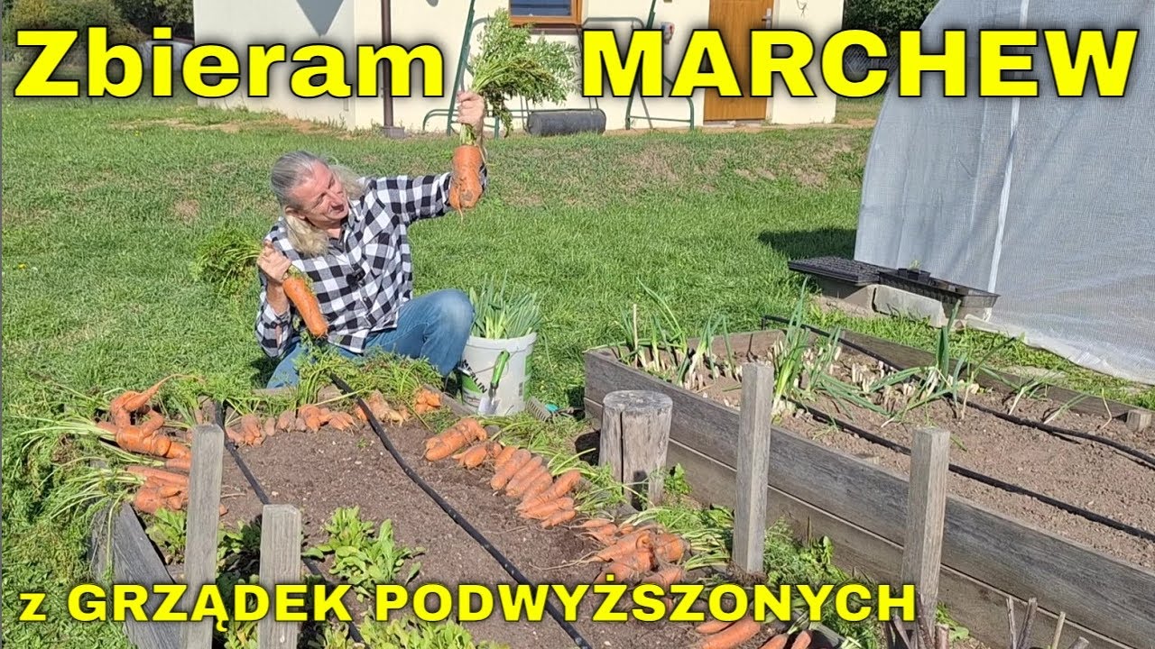 Zbiór MARCHEWKI z grządek PODWYŻSZONYCH. Wyrywam, zbieram MARCHEW ze skrzynek, zagonów podniesionych