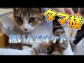 オス猫が去勢手術を終えて帰ってきたらがっくりして落ち込んでいる悲しいキジトラなのです
