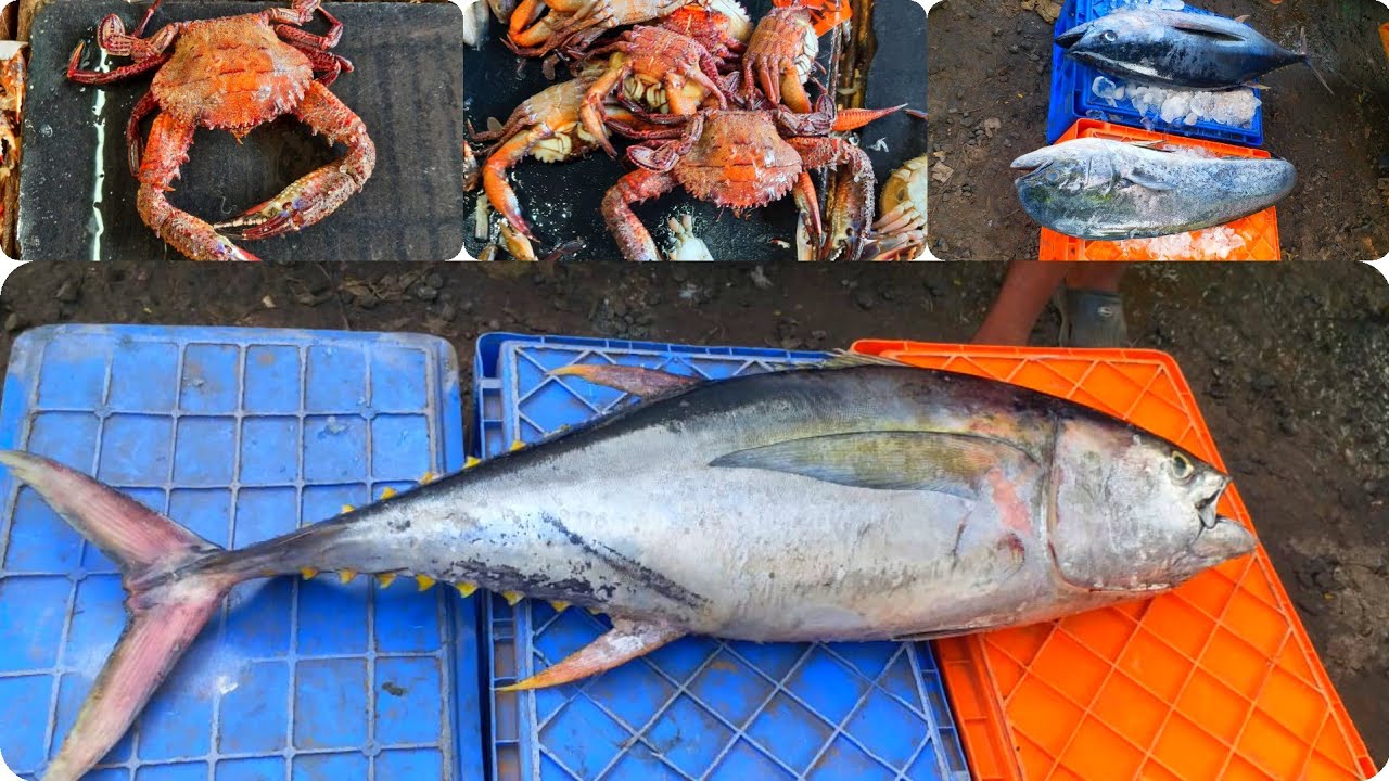 TRICHY FISH MARKET YouTube