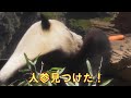 1/8シャオシャオ人参発見！たくさんのオヤツに大満足！giantpanda @tokyo 上野動物園