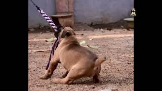 Download Lagu boerboel puppies MP3