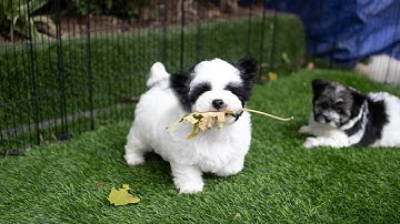 Cắt đuôi cho #chó #poodle