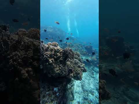 Coral Reefs of Sumilon Island #Philippines
