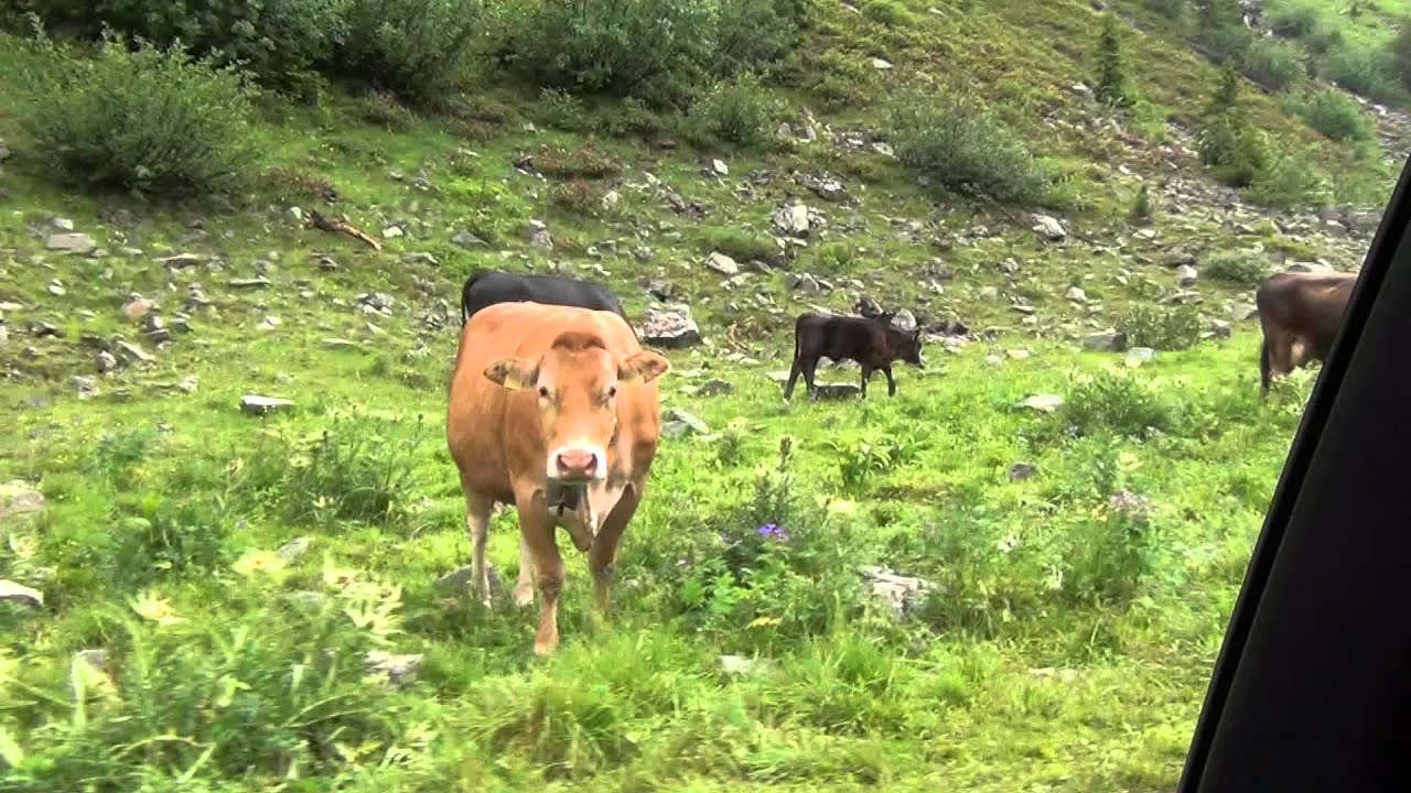 Swiss Cow Bells YouTube