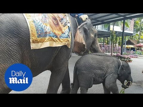 Moment an 'exhausted' baby elephant collapses on the streets