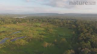 Aerial shot tracking over a cattle farm cut out of the Amazon rainforest, the farm has fish ponds fo Cattle Tracking From Aerial View