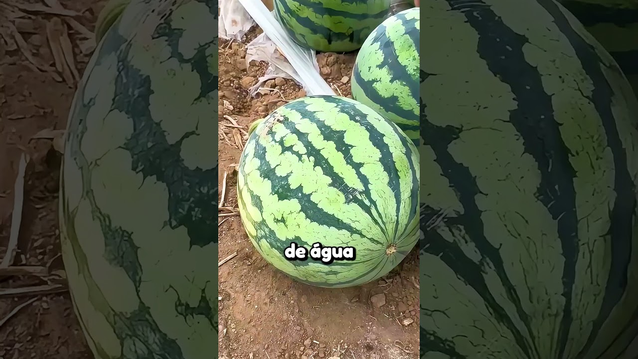Ele descobriu como abrir melancias apenas com os dedos 🤯 #melancia #frutas #shorts