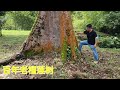 发现太平百年老榴莲树| MALAYSIA DURIAN