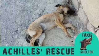 Puppy hit by car makes a miracle recovery  Achilleas  Takis Shelter